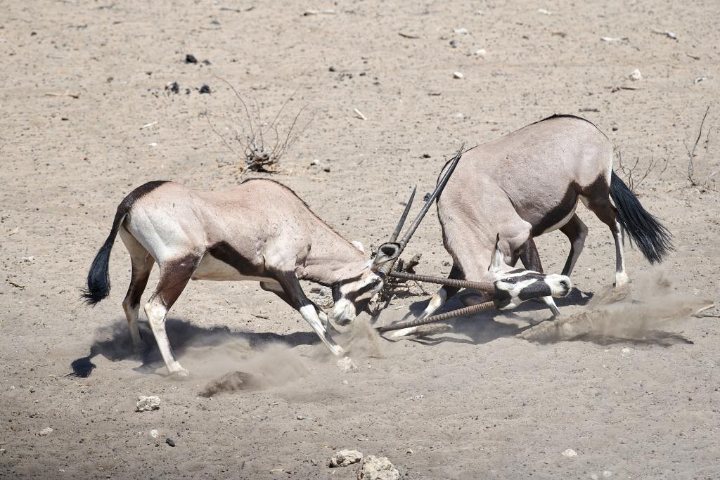 Parc d'Etosha {Namibie] - 2021