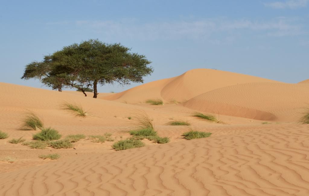 De chinguetti à Lagueila [Mauritanie] - 2022