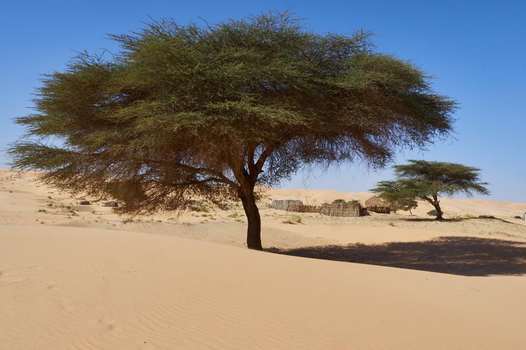 De chinguetti à Lagueila [Mauritanie] - 2022