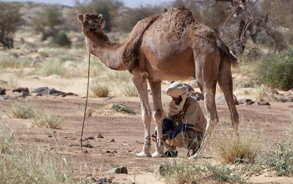 De Lagueila à Varess [Mauritanie] - 2022