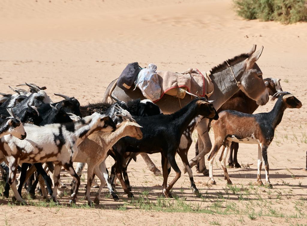 Varess -Tal Hayat [Mauritanie] - 2022