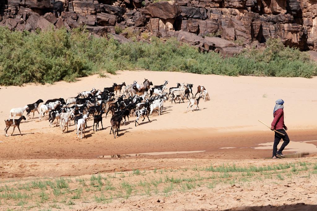 Varess -Tal Hayat [Mauritanie] - 2022