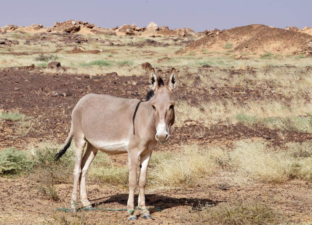 Chatou El Kebir [Mauritanie] - 2022