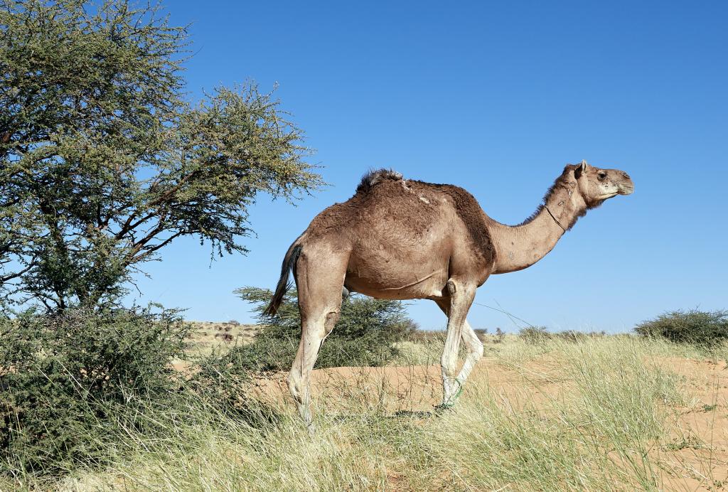 Chatou El Kebir [Mauritanie] - 2022