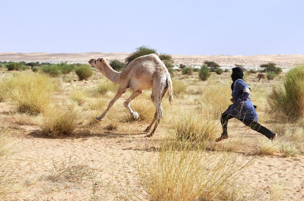 Aux abords de l'Erg Amatlich [Mauritanie] - 2022