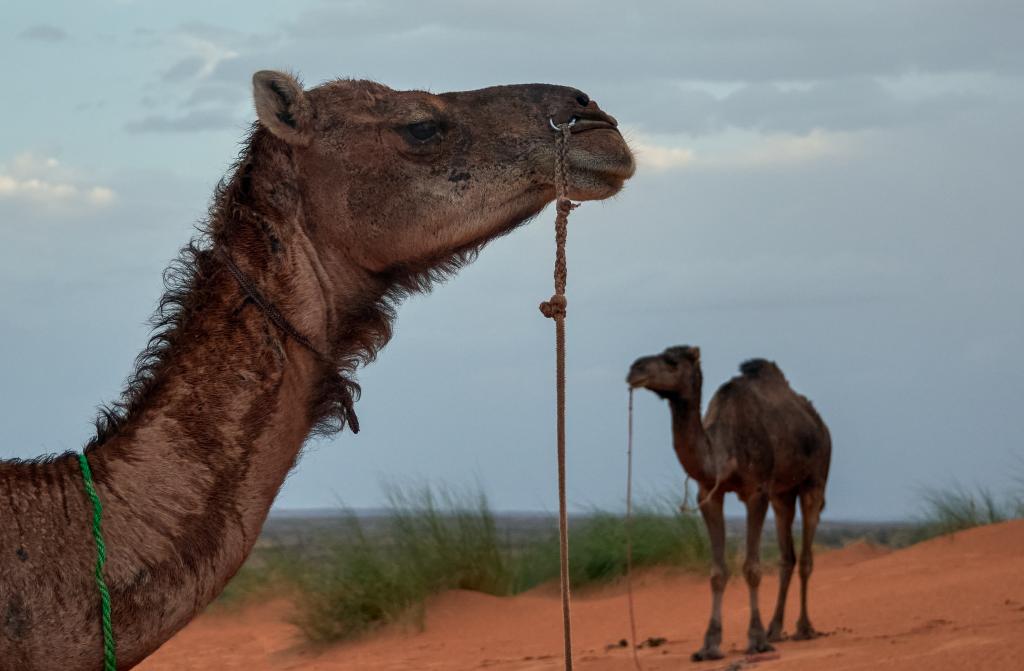 Erg Amatlich [Mauritanie] - 2022