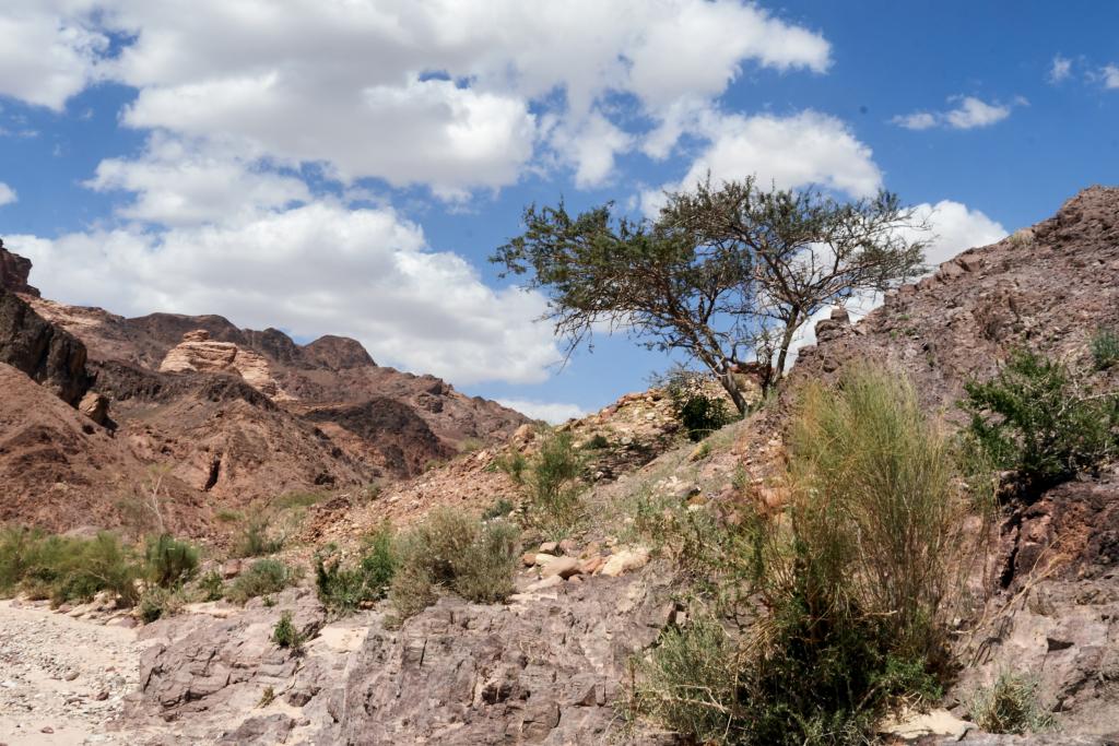 La vallée Arc-en-ciel [Jordanie] - 2023