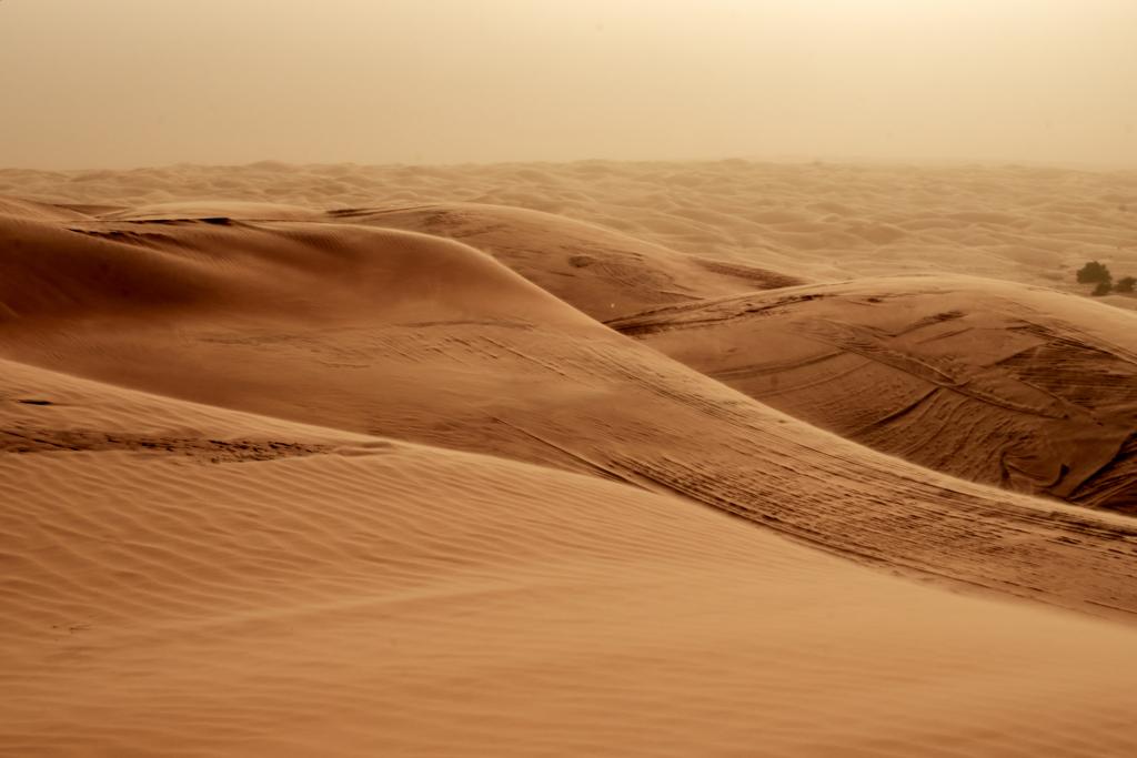 Oasis d'Azouiega [Mauritanie] - 2022 