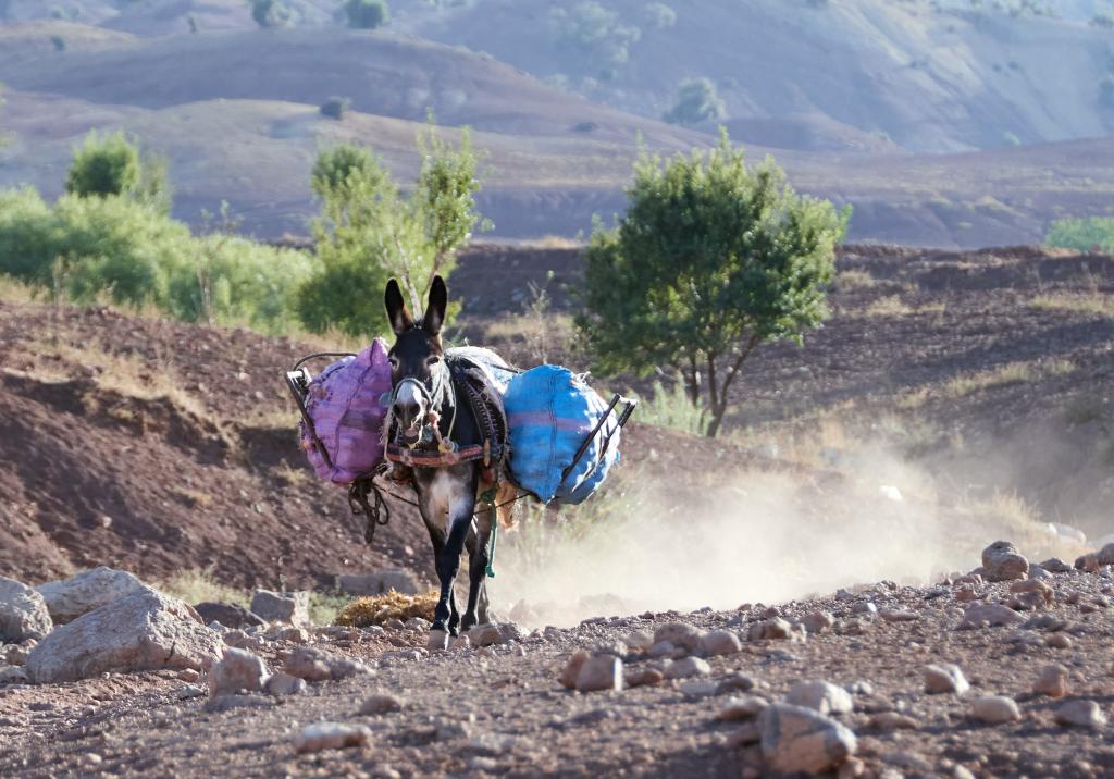 Bergeries de Tinilwit, Djebel Til [Maroc] - 2023 