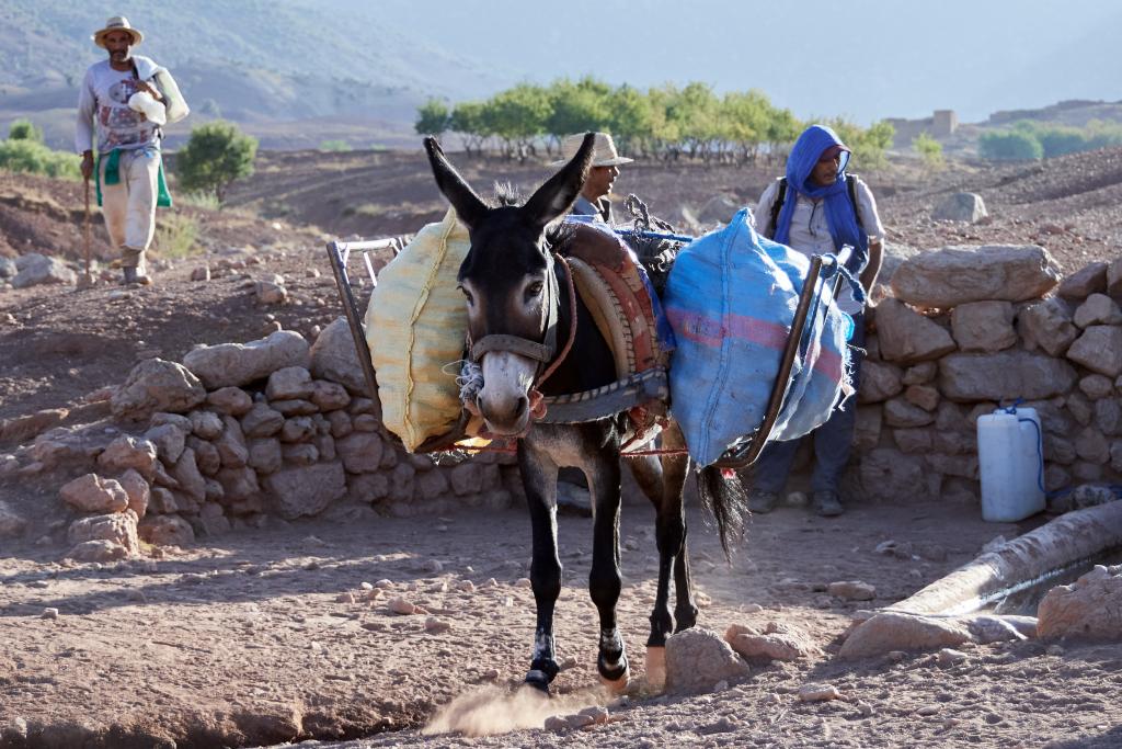 Bergeries de Tinilwit, Djebel Til [Maroc] - 2023