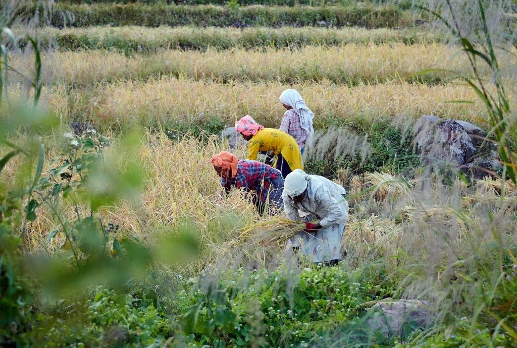 Rizières [Arunachal Pradesh, Inde] - 2023 