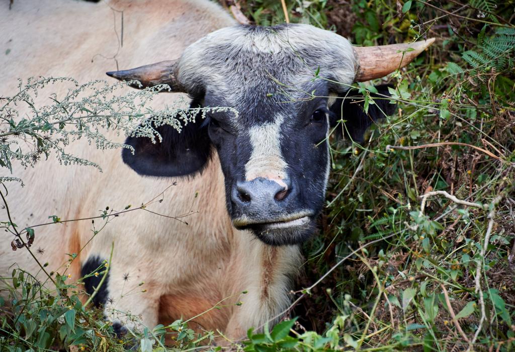 Un mithun, gros boeuf mi-sauvage Vendeuse  [Arunachal Pradesh, Inde] - 2023