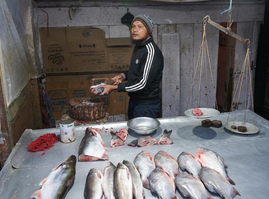 Poissonnier, Hapoli [Arunachal Pradesh, Inde] - 2023