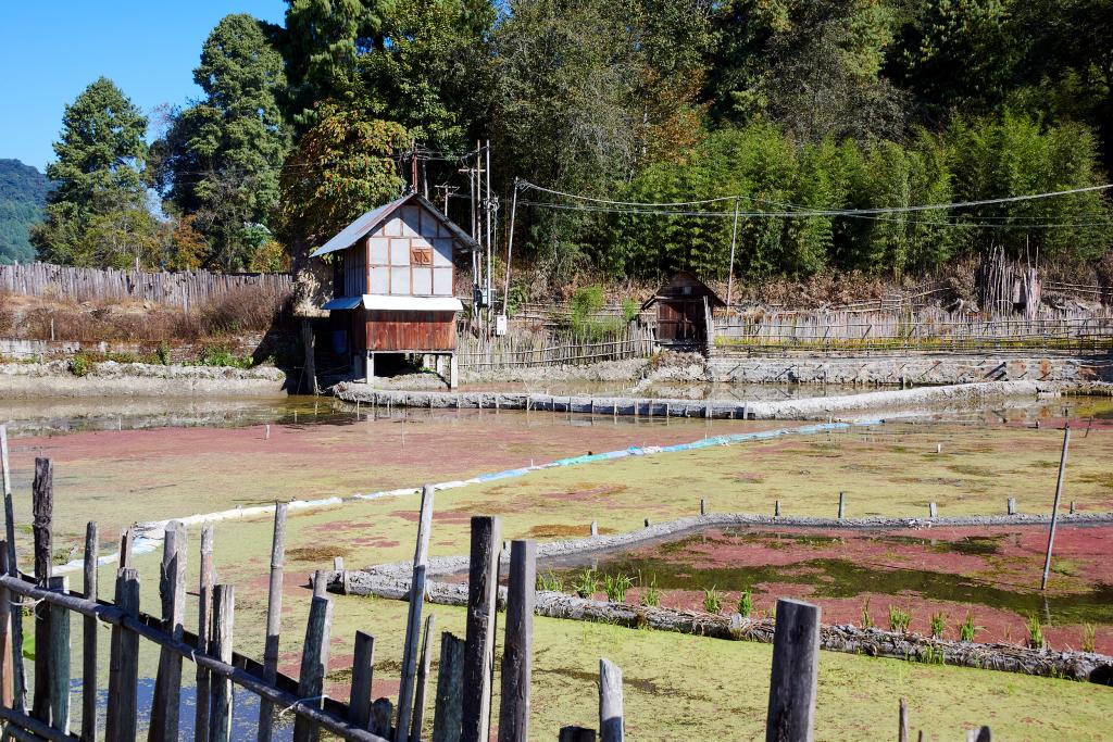 Rizières de Bulla [Arunachal Pradesh, Inde] - 2023 