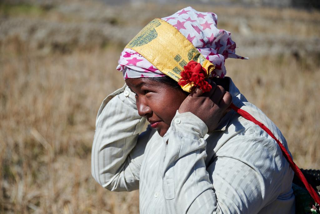 Rizières de Bulla [Arunachal Pradesh, Inde] - 2023 