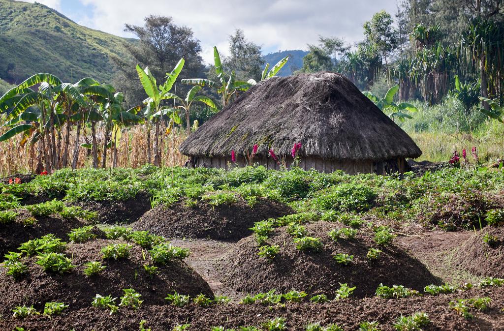 Région de Tambul, Hautes-Terres [Papouasie Nouvelle Guinée] - 2024 