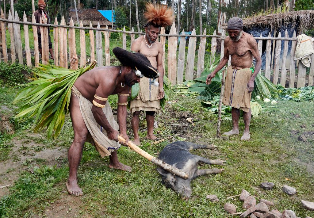 Préparation d'un mu-mu, province d'Enga [Papouasie Nouvelle Guinée] - 2024