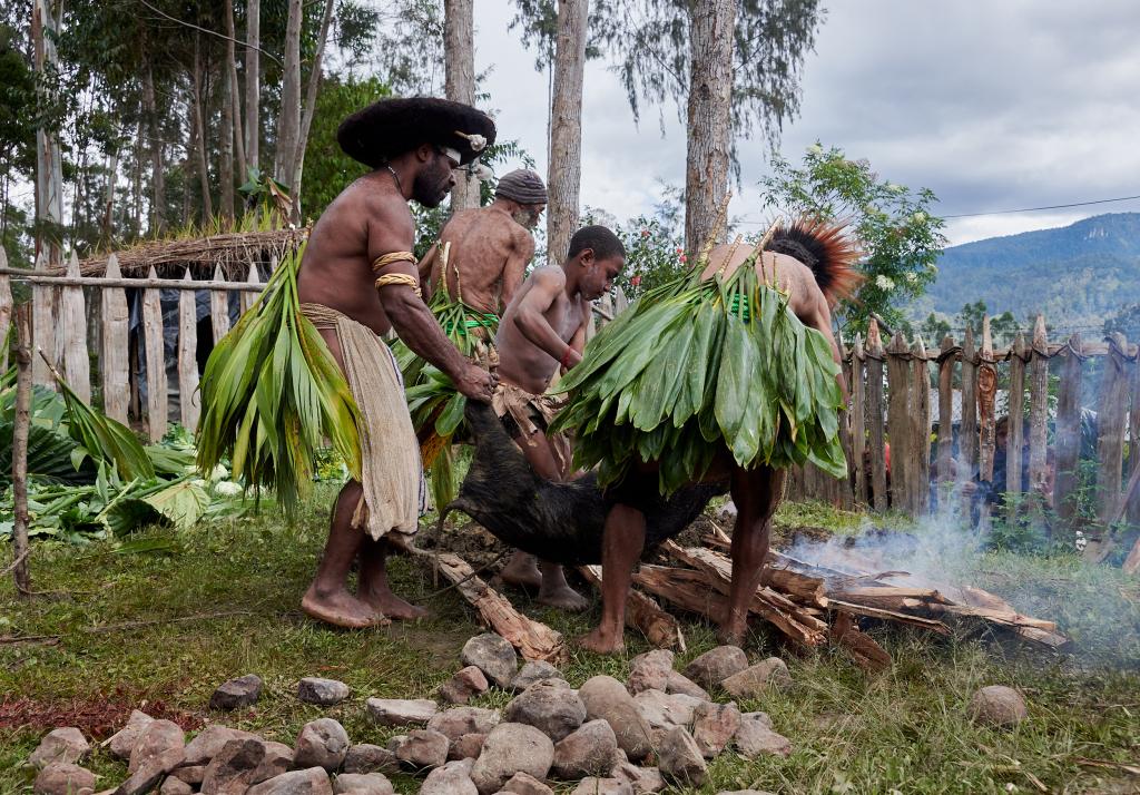 Préparation d'un mu-mu : on brûle les soies du cochon [Papouasie Nouvelle Guinée] - 2024