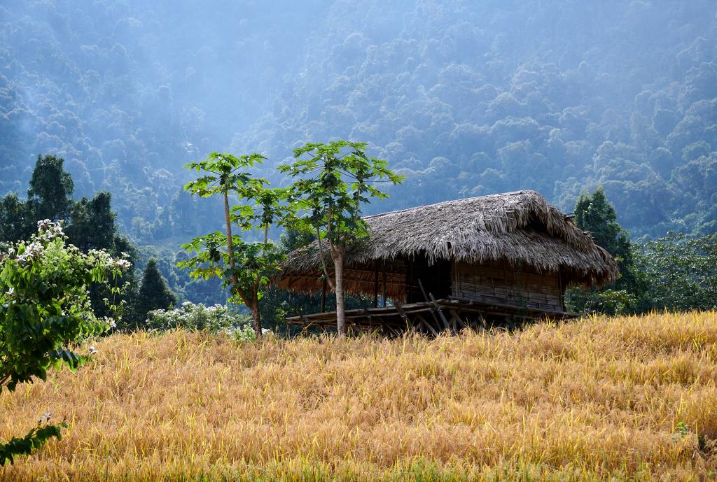 Champs à Pangin [Arunachal Pradesh, Inde] - 2023 