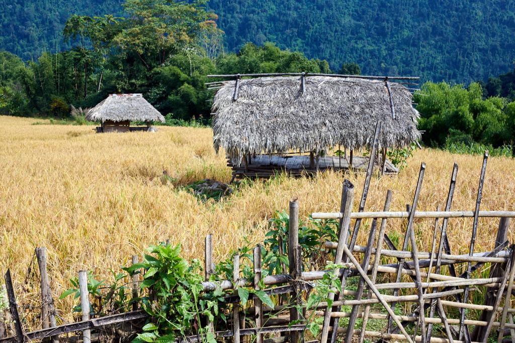 Champs à Pangin [Arunachal Pradesh, Inde] - 2023 