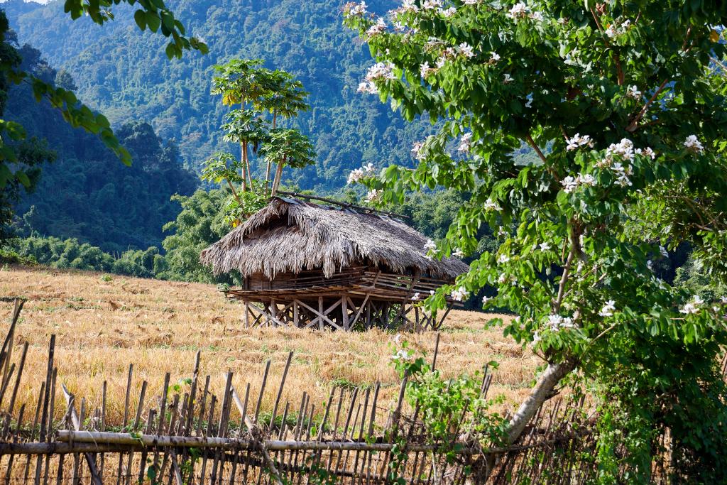 Travail des champs à Pangin [Arunachal Pradesh, Inde] - 2023 