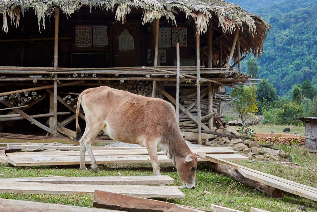 Village de Bingung [Arunachal Pradesh, Inde] - 2023 