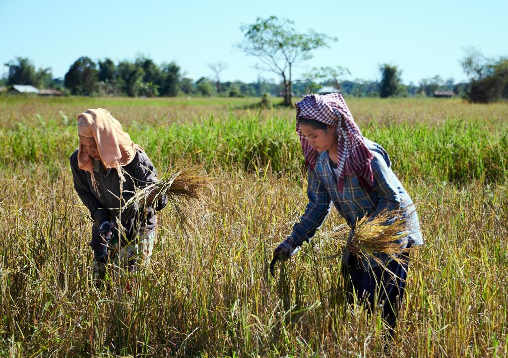 Rizières de Silli (Adi Padam) [Arunachal Pradesh, Inde] - 2023 