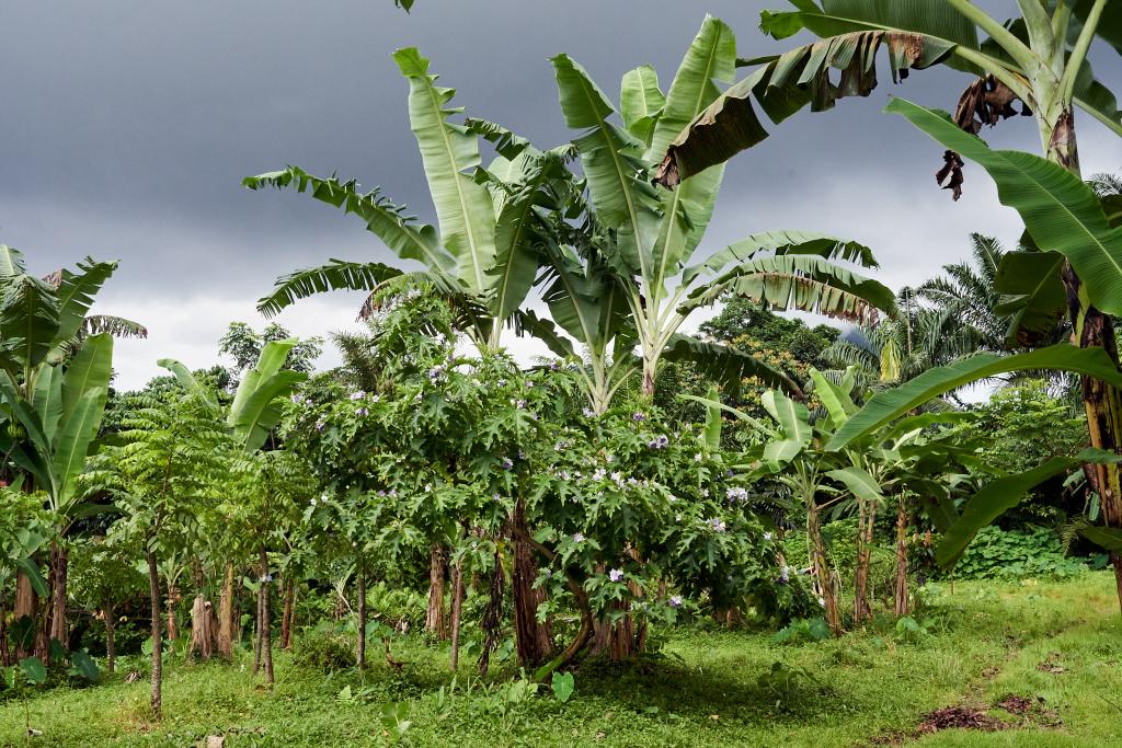 Roça Solidade [Sao Tomé] - 2024