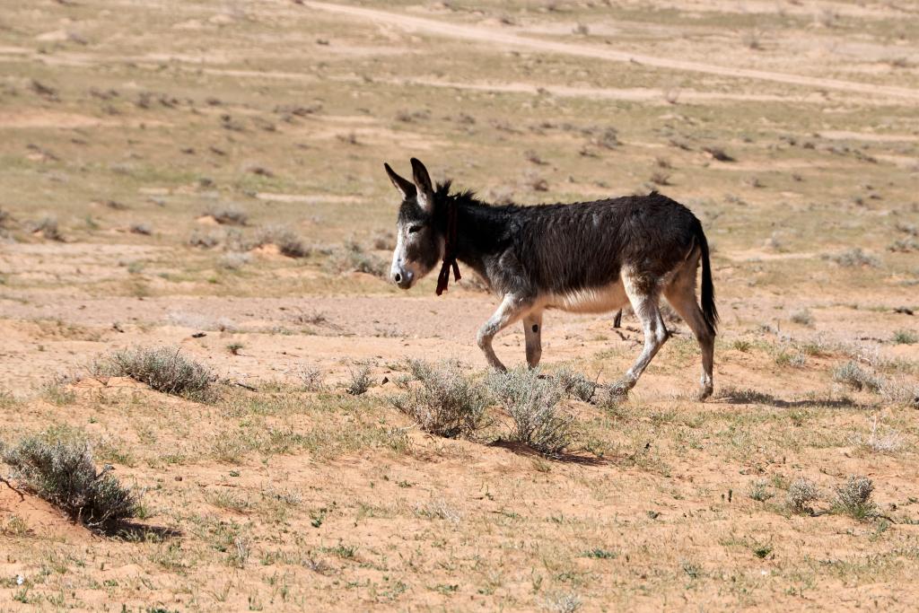 Wadi Rum [Jordanie] - 2023