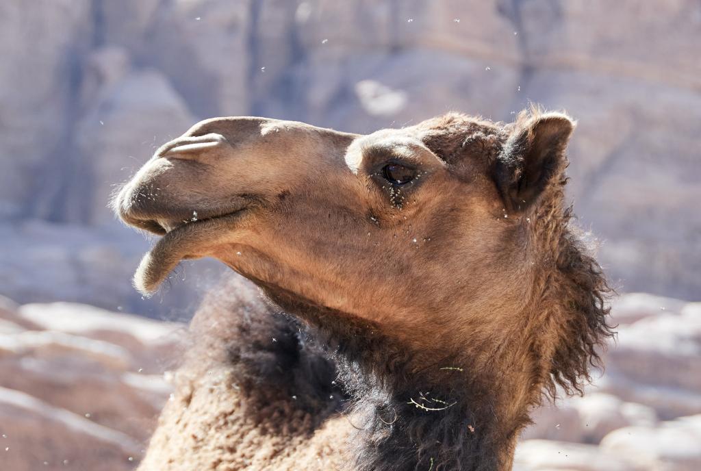 Wadi Rum [Jordanie] - 2023