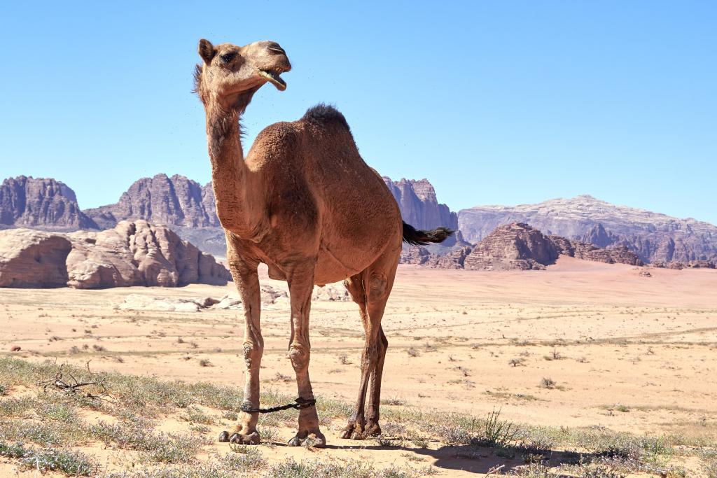 Wadi Rum [Jordanie] - 2023