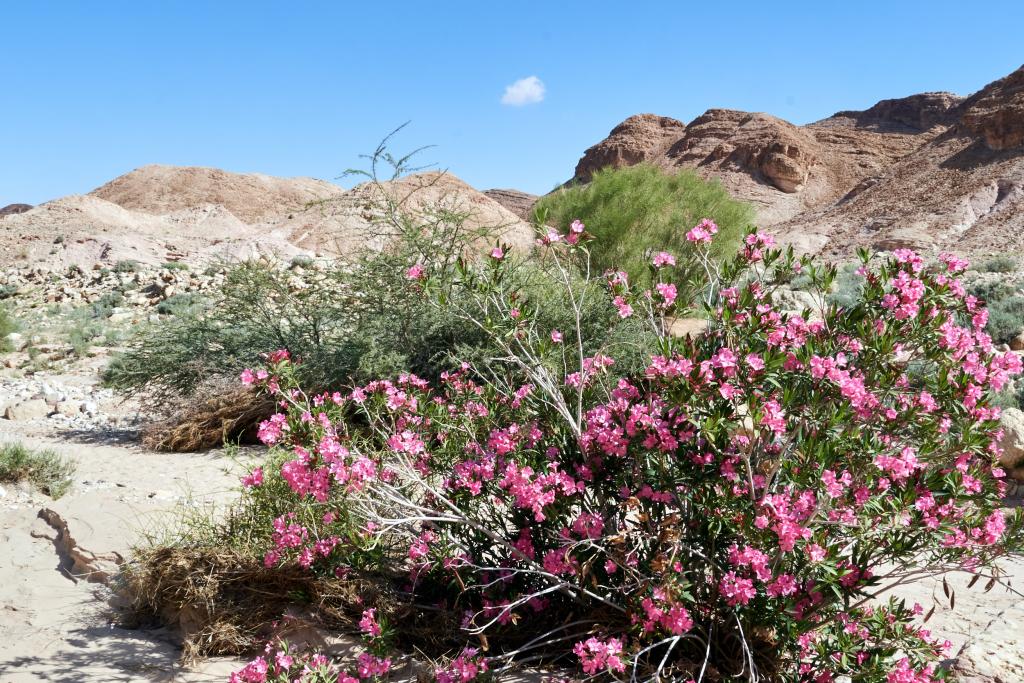 Wadi Saif [Jordanie] - 2023