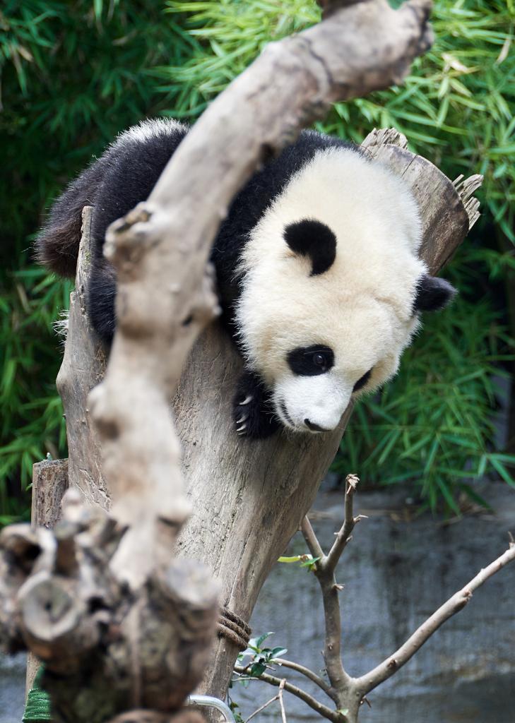 Panda du Sichuan [Chine] - 2019