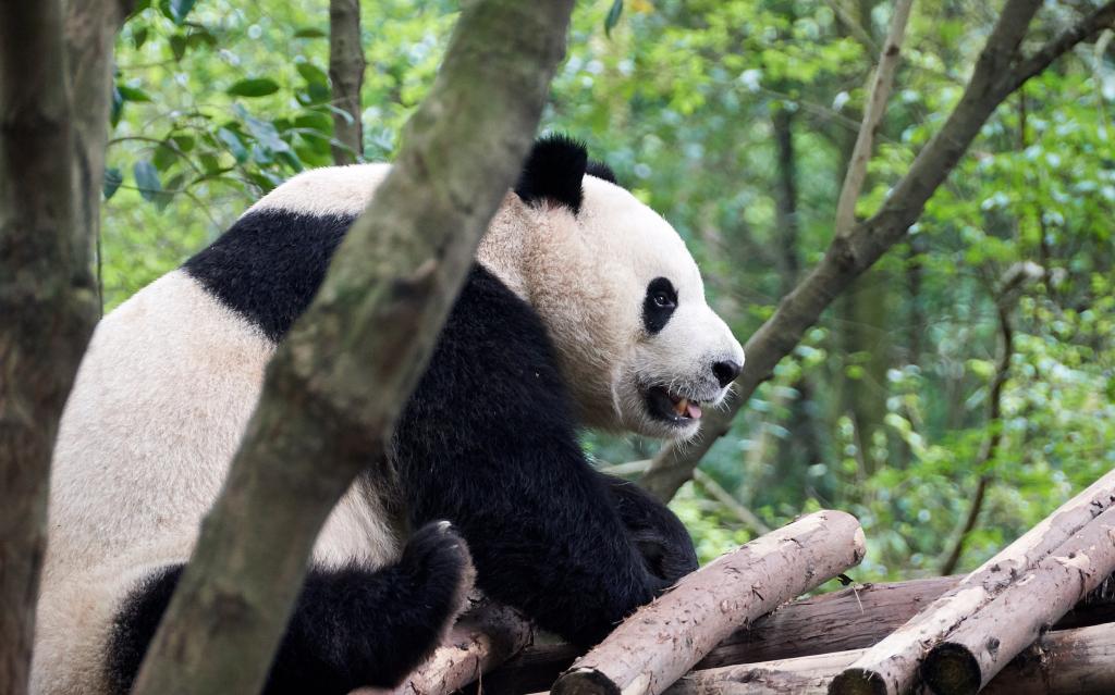 Panda du Sichuan [Chine] - 2019