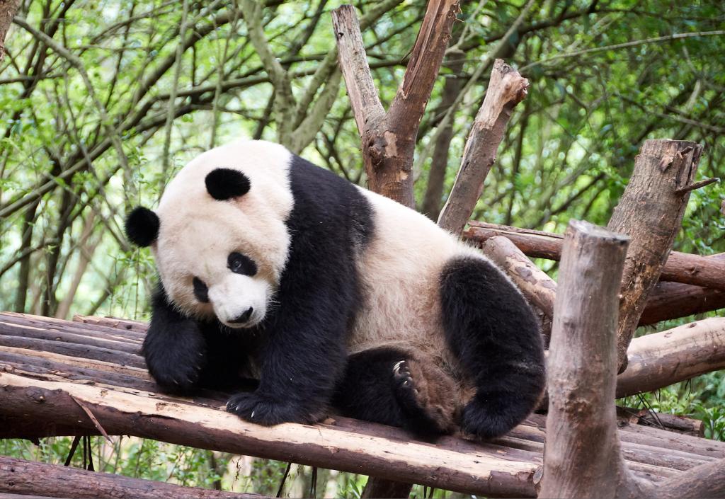 Panda du Sichuan [Chine] - 2019