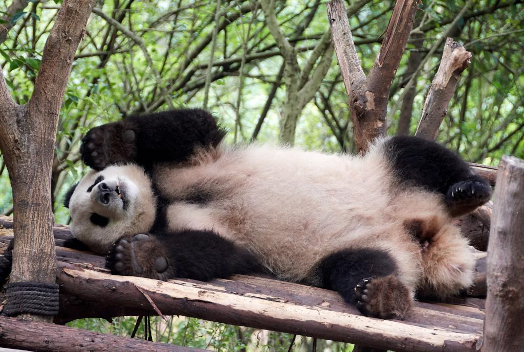 Panda du Sichuan [Chine] - 2019