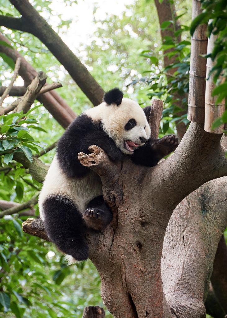 Panda du Sichuan [Chine] - 2019