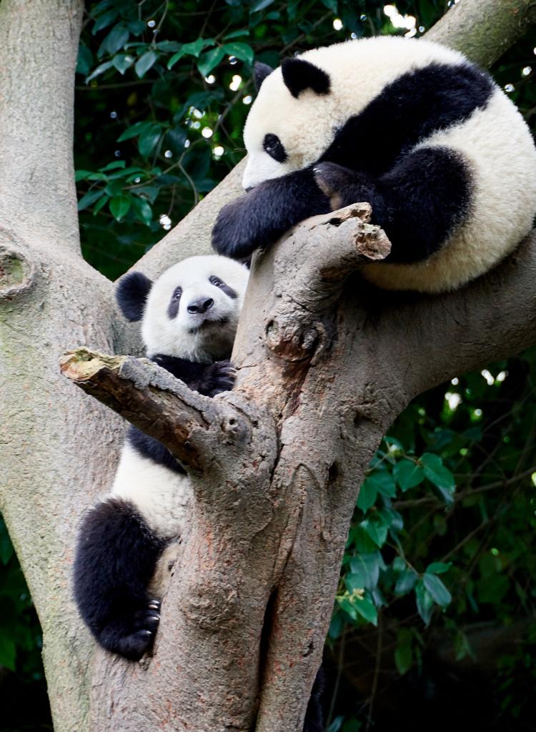 Panda du Sichuan [Chine] - 2019