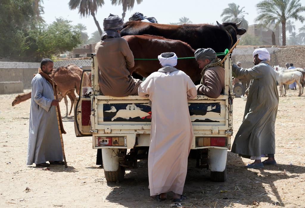 Le marché de Daraw [Egypte] - 2022