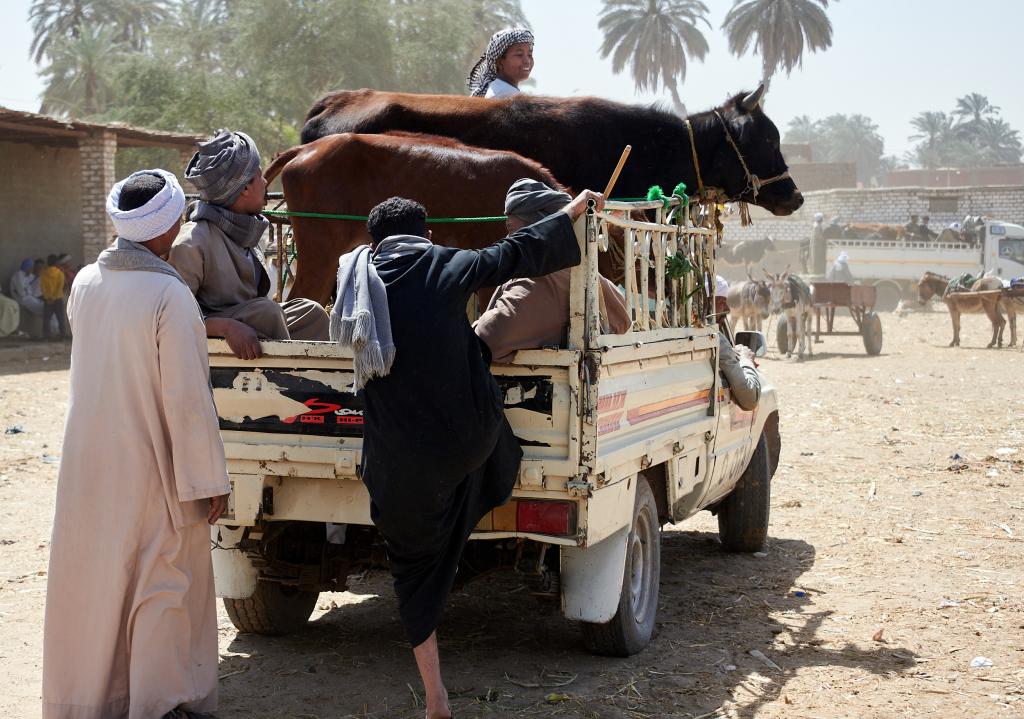 Le marché de Daraw [Egypte] - 2022