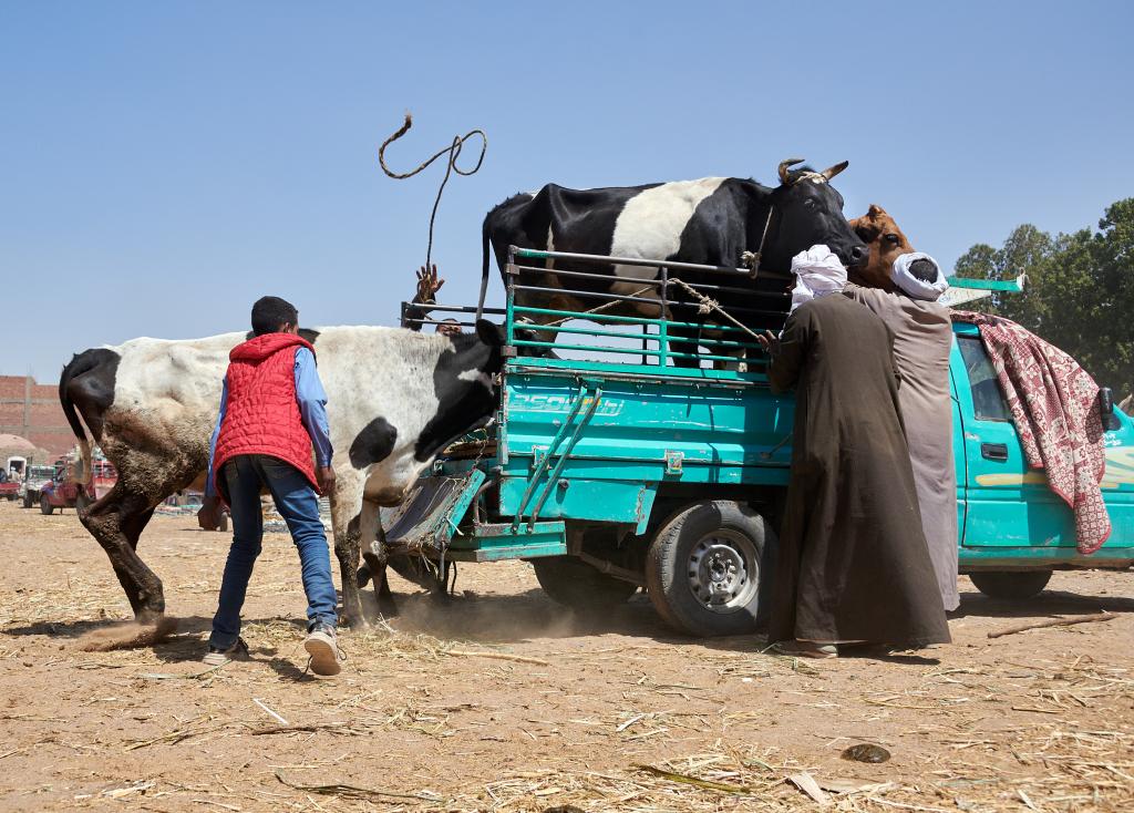 Le marché de Daraw [Egypte] - 2022