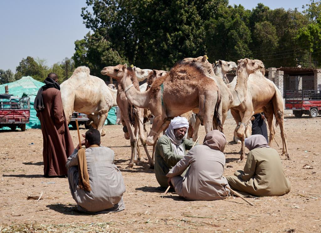 Le marché de Daraw [Egypte] - 2022