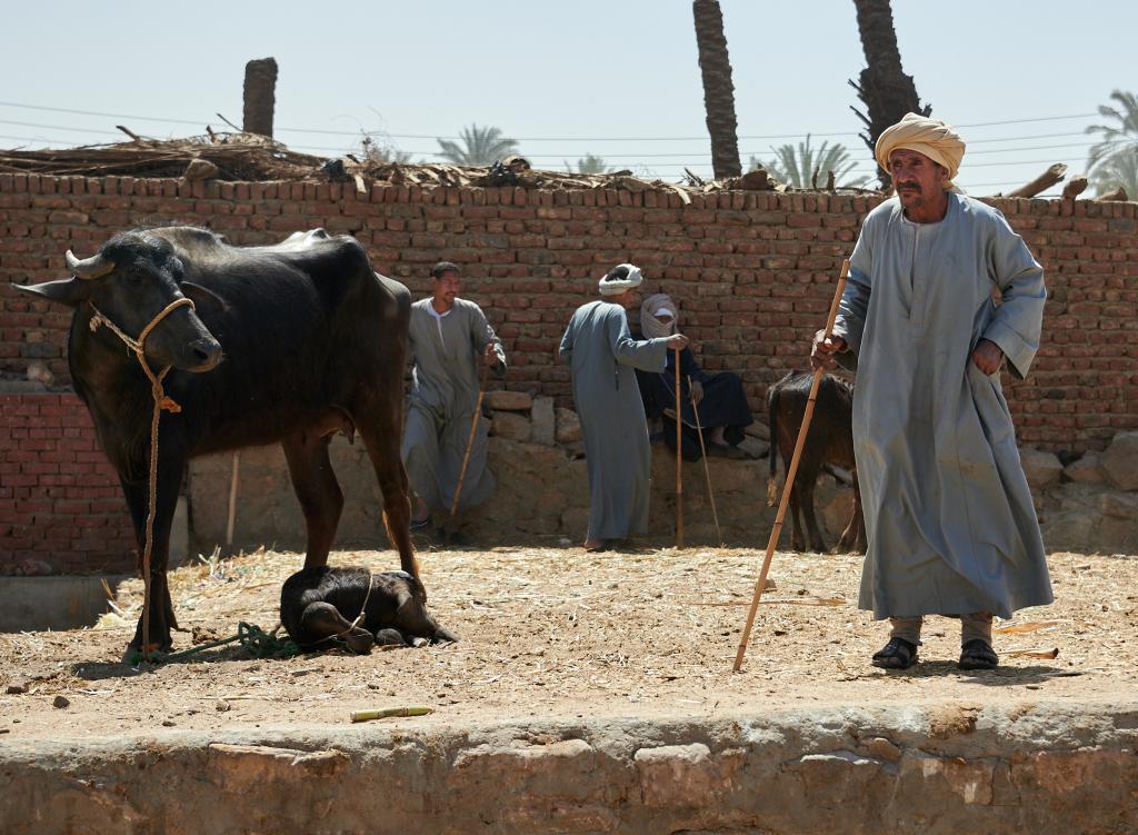 Le marché de Daraw [Egypte] - 2022