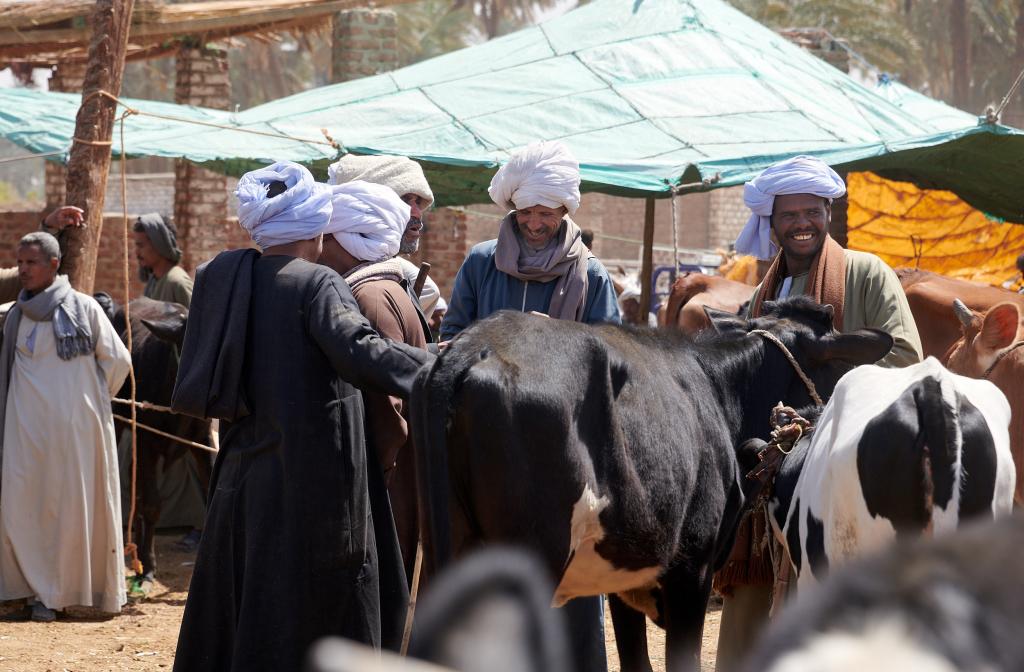 Le marché de Daraw [Egypte] - 2022