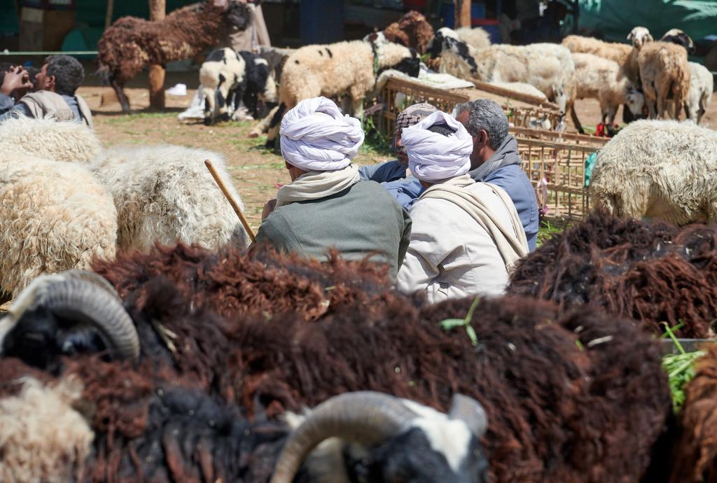 Le marché de Daraw [Egypte] - 2022