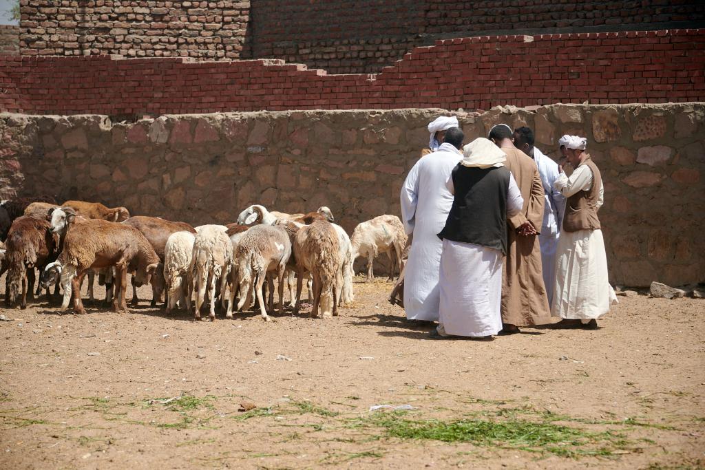 Le marché de Daraw [Egypte] - 2022