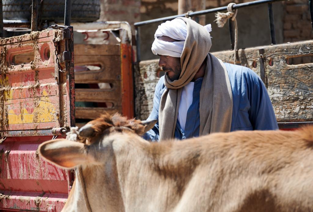 Le marché de Daraw [Egypte] - 2022