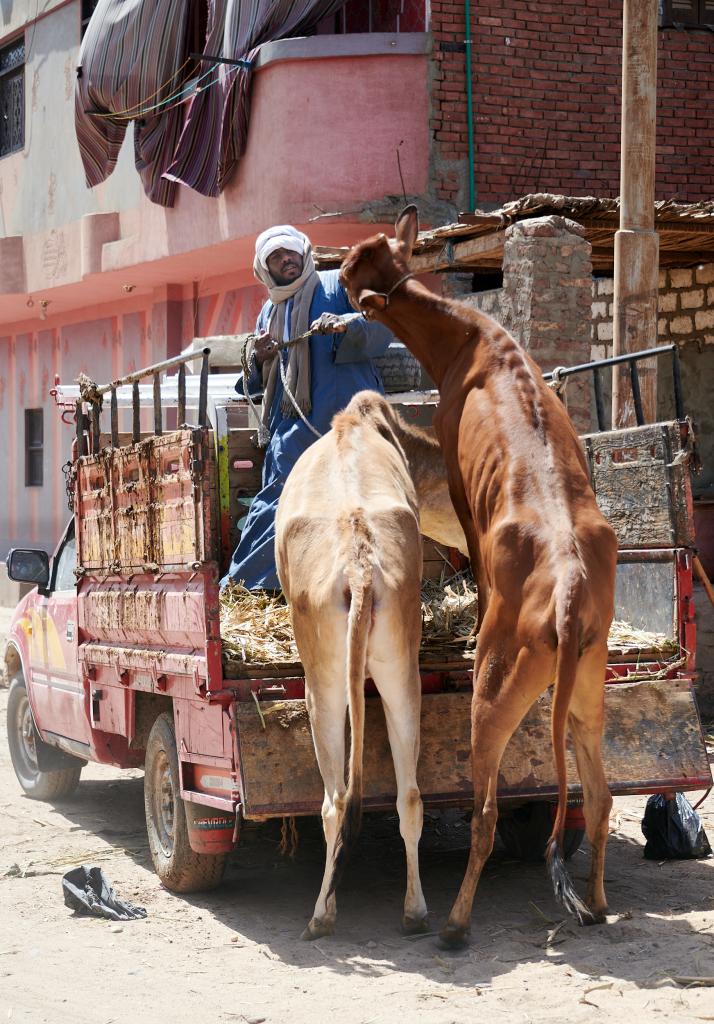 Le marché de Daraw [Egypte] - 2022