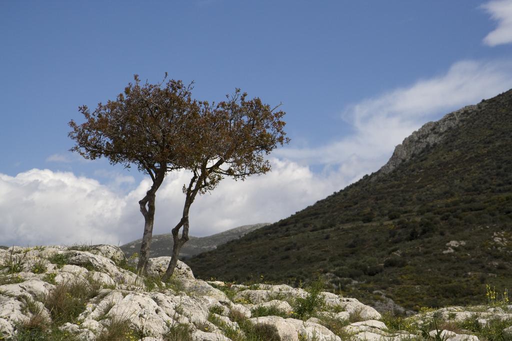 Mycènes [Grèce] - 2008