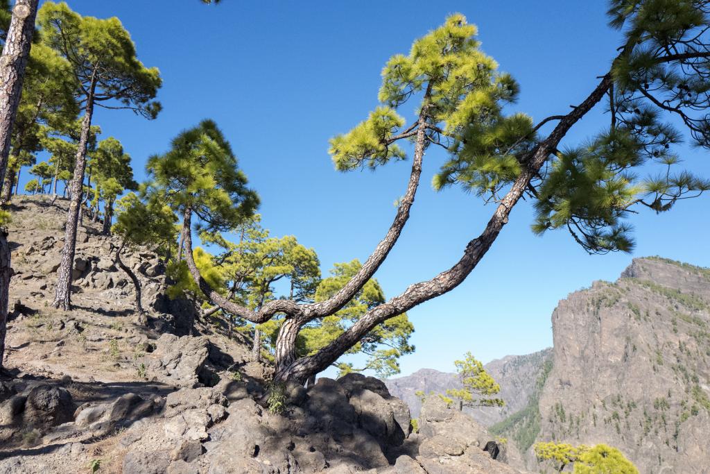 Pico Benejado, La Palma [Canaries] - 2017
